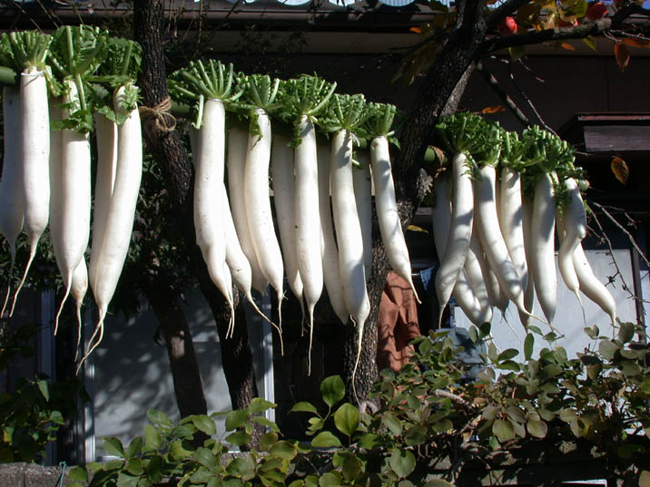 daikonhosi20081121.JPG 716537 97K