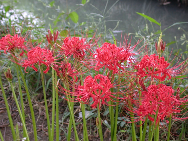 higanbana20030918.jpg 716537 193K