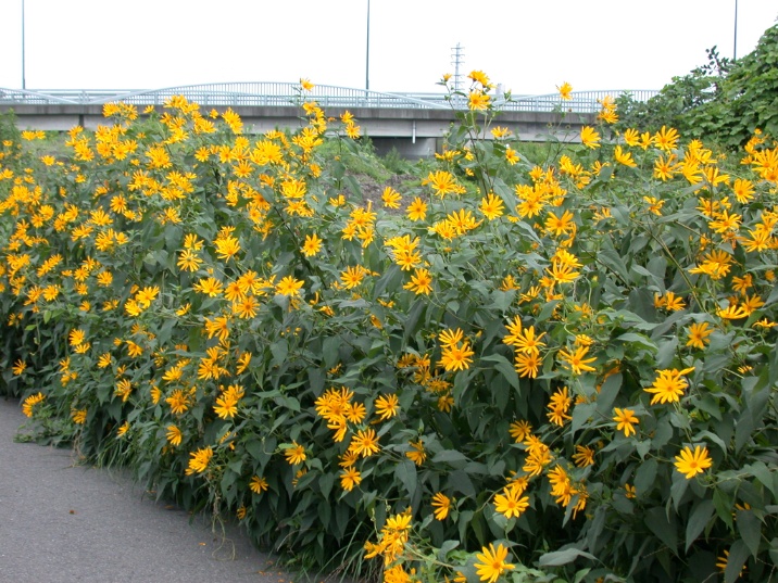 kikuimo20030813.jpg 716537 227K