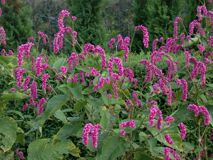 ooketate20030911.jpg 716537 244K