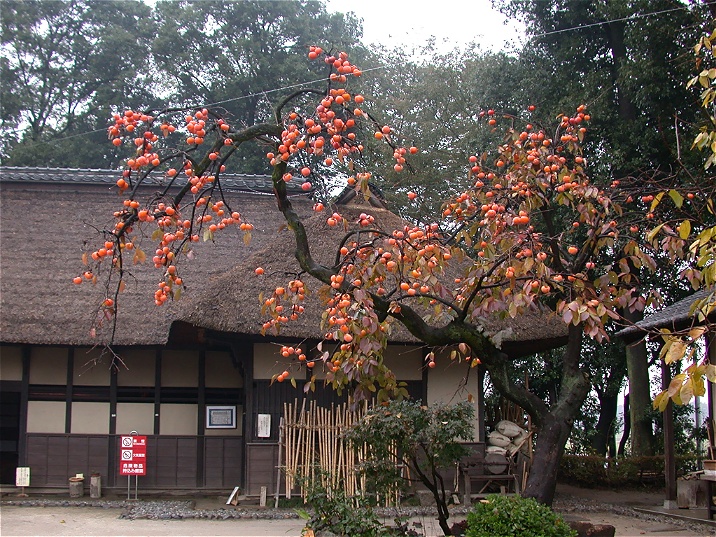 omoya20041101.jpg 716537 277K
