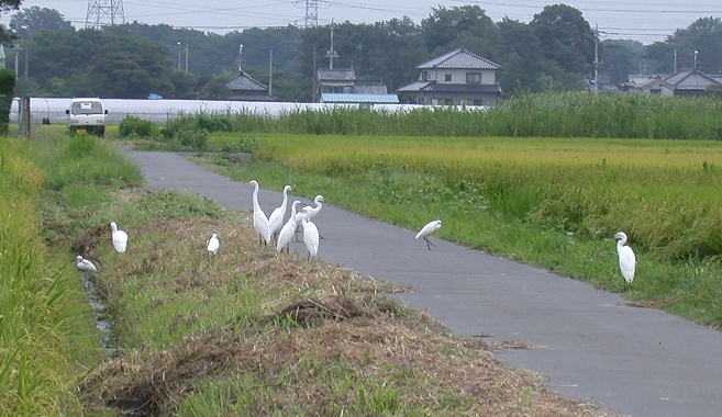 sirasagi20040910.jpg 657380 128K