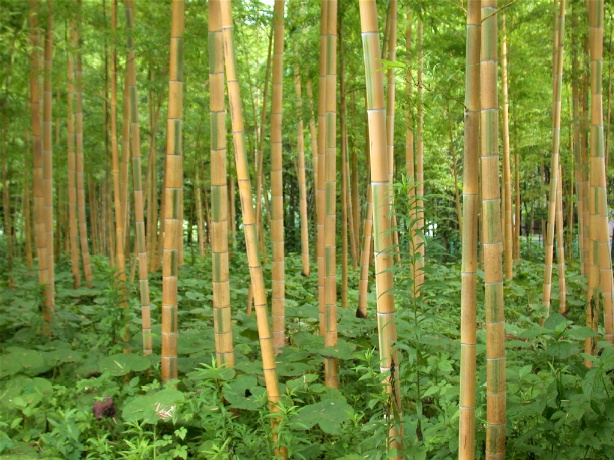 kinmeitiku20050710.jpg 614460 162K