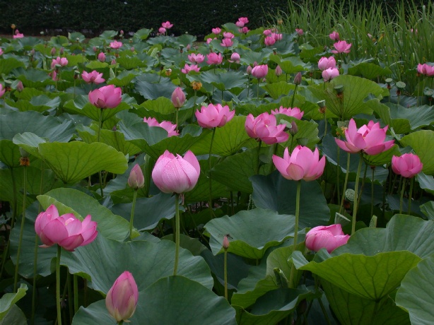 kodaihasu20050714.jpg 614460 128K