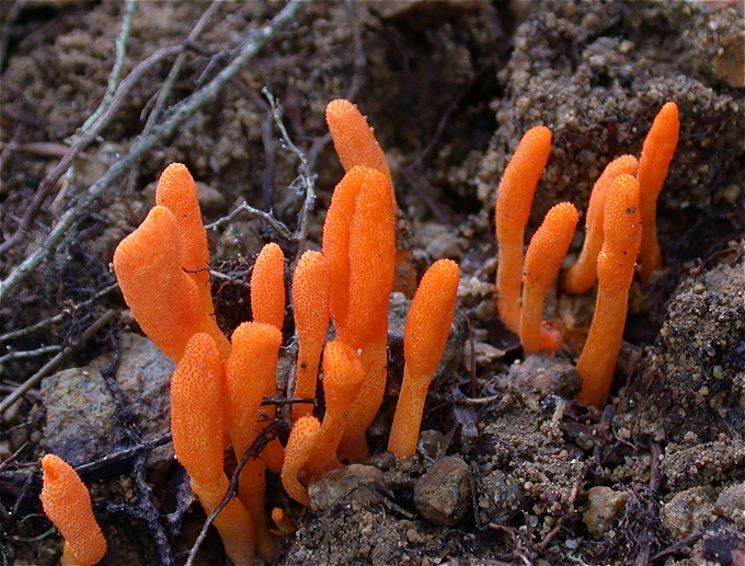 sanagitake20051008.jpg 680517 202K