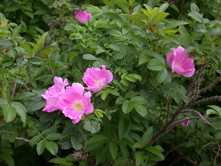 hamanasu20060525.jpg 716537 173K