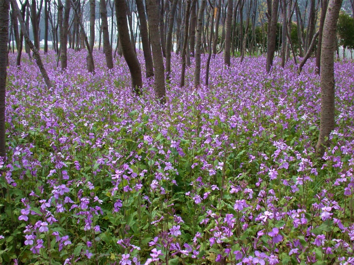 hanadaikon20060328.jpg 716537 299K