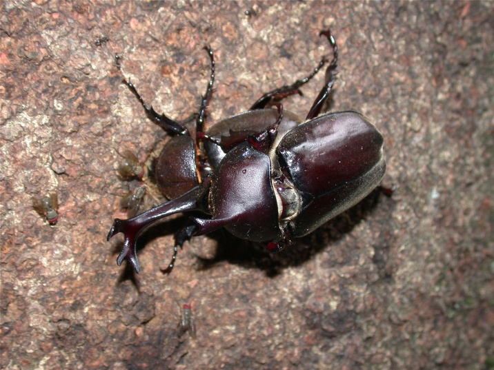 kabutomusi20060723.jpg 716537 180K