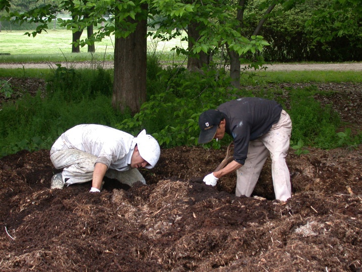 kabutomusihori20060515.jpg 716537 220K