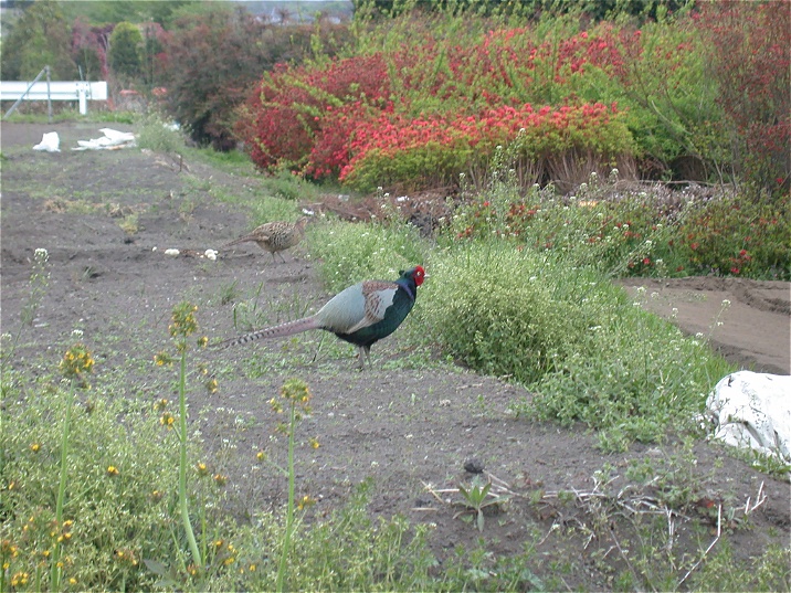 kiji20060416.jpg 716537 241K