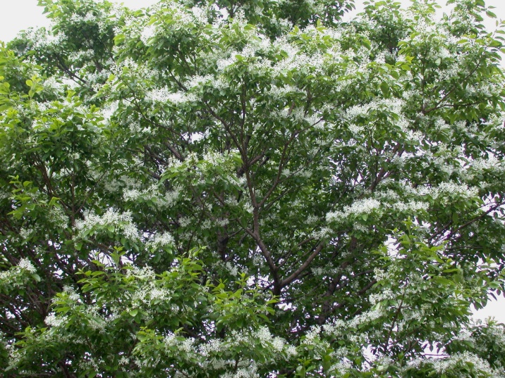 nanjya20060509.jpg 716537 297K