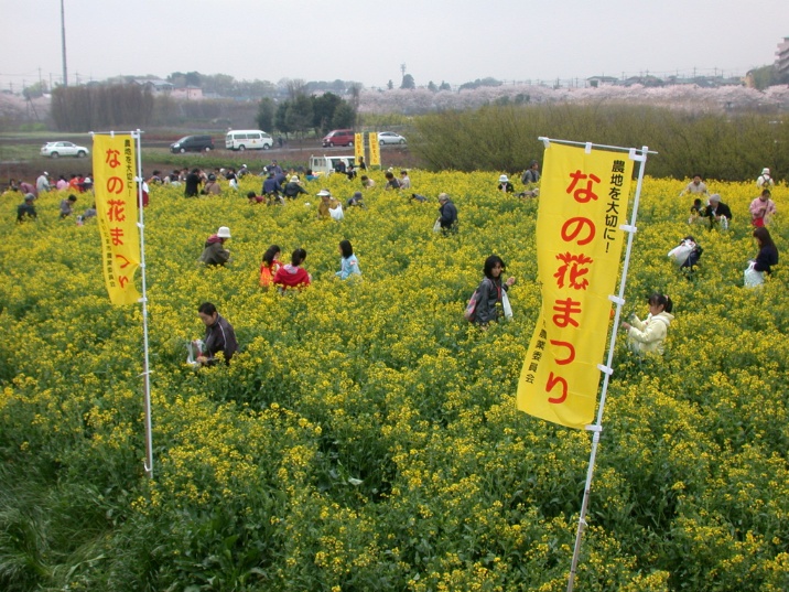 nanohanamaturi20060408.jpg 716537 227K