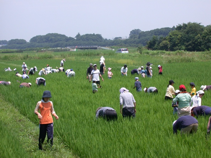 tanokusatori20060715.jpg 716537 171K