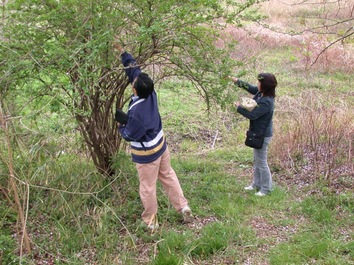 ukogitumi20060413.jpg 716537 278K