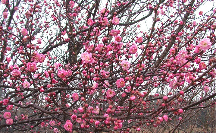 ume20060220.jpg 717441 295K