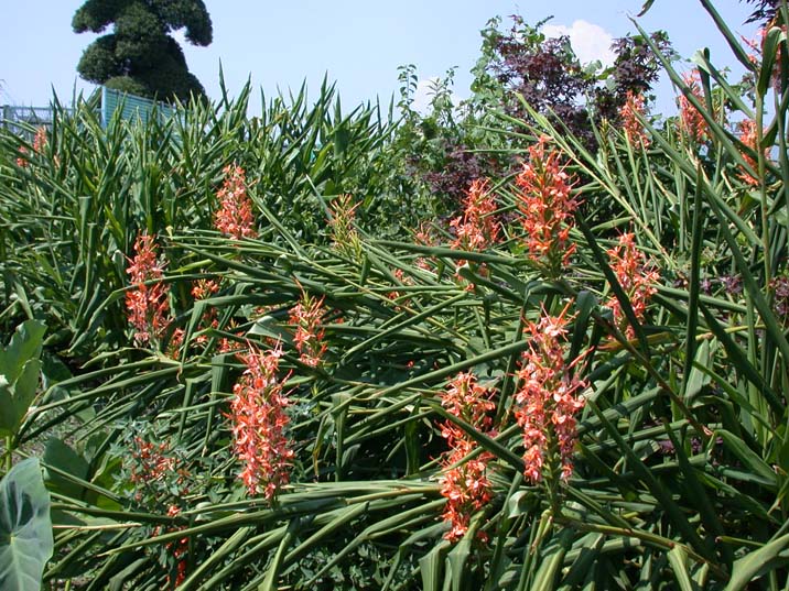 20070816.jpg 716��537 124K