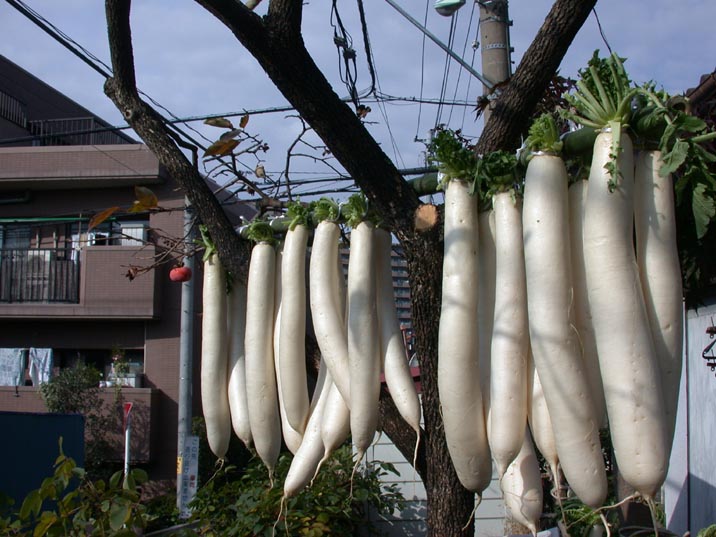 daikonhosi.JPG 716��537 87K