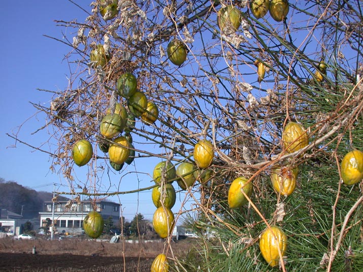 grp0101133324.JPG 716��537 151K