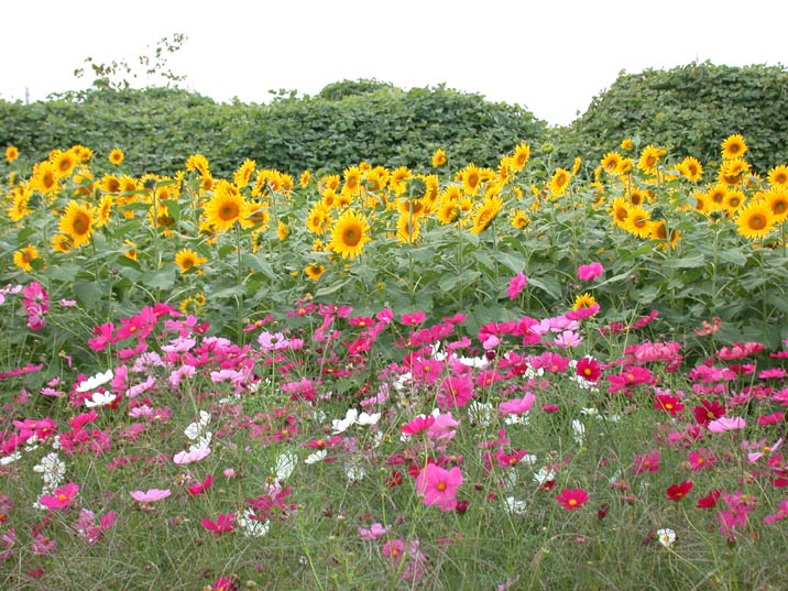 himakosu20071015.jpg 716��537 137K