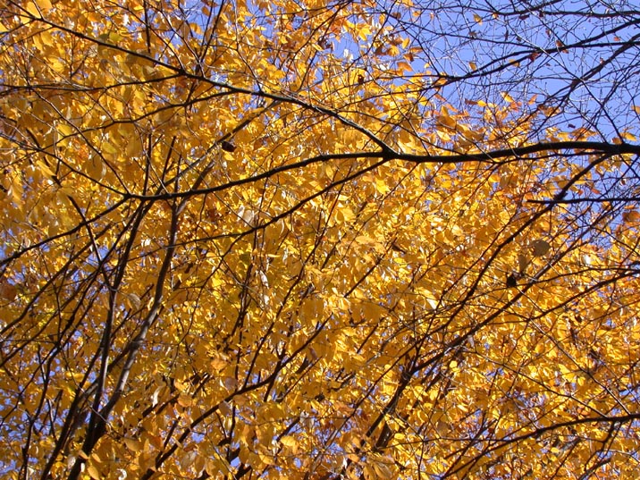 keyaki20071210.JPG 716��537 209K