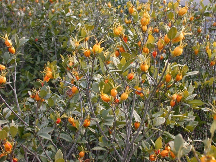 kutinasinomi20071211.JPG 716��537 143K