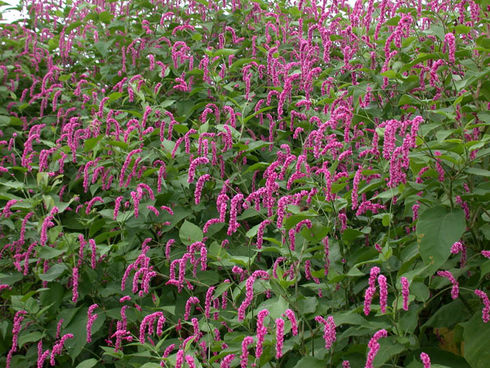 oketade20070905.jpg 716��537 186K