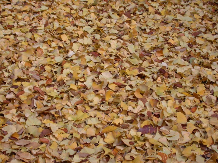 otiba.JPG 716��537 128K