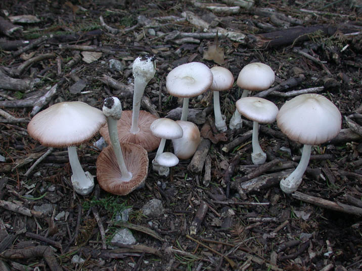 sirofukurotake20070918.jpg 716��537 128K