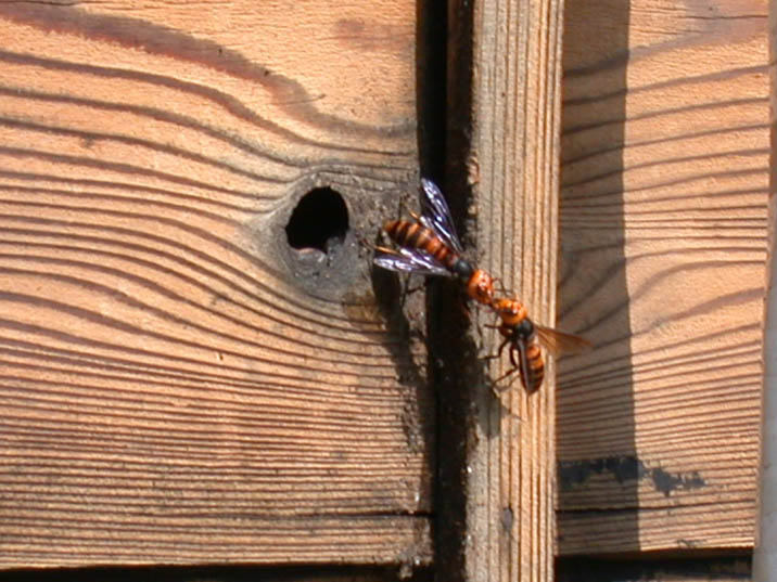 suzumebati20070922.jpg 716��537 112K