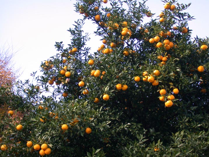 yuzu20071204.JPG 716��537 130K