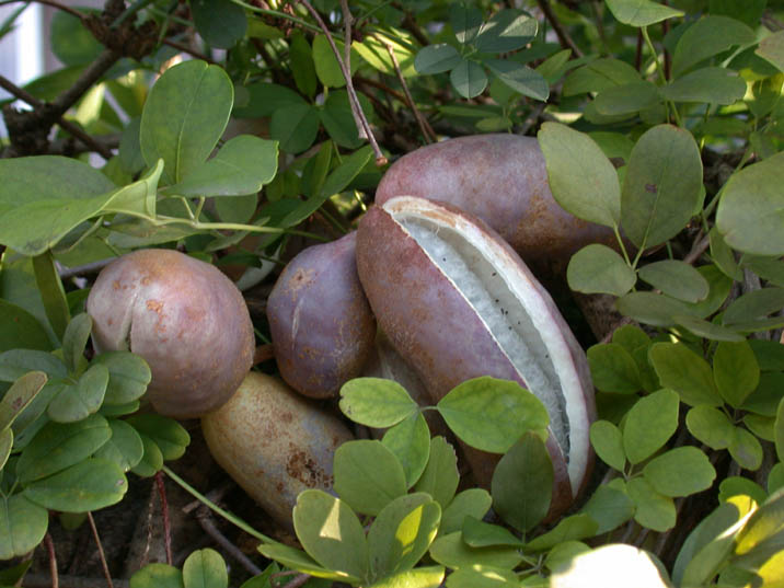 akebi20081010.JPG 716��537 71K