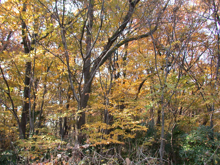 akigasekouen20081204.JPG 716��537 180K