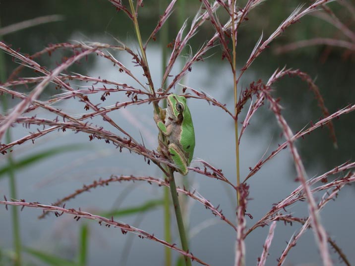 amagaeru20081008.JPG 716��537 62K