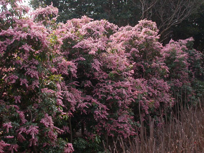 asebi20080305.JPG 716��537 139K