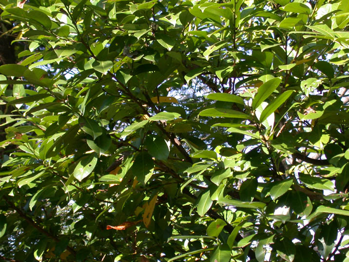 bakutinoki20081105.JPG 716��537 143K