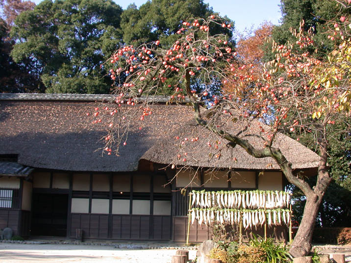 daikonkesiki.JPG 716��537 144K