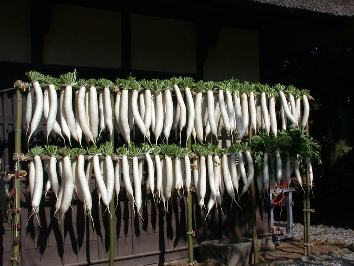 daikonnhosi20081126.JPG 716��537 80K