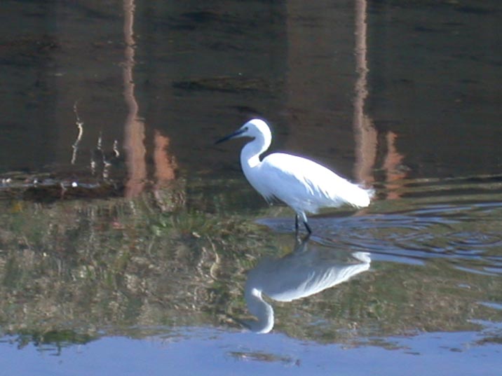 daisagi20080102.JPG 716��537 45K