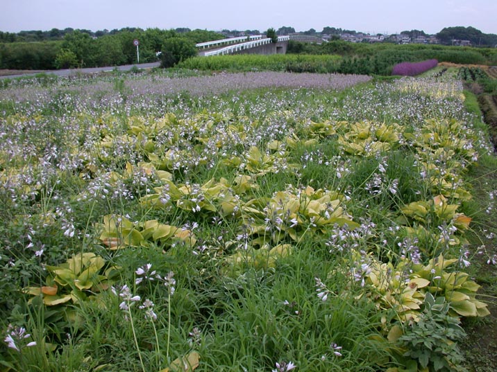 gibousi20080708.JPG 716��537 134K