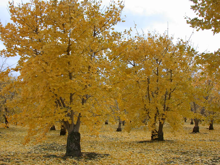 ginnanbatake20081206.JPG 716��537 134K