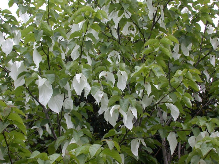 hankatinoki20080505.JPG 716��537 116K