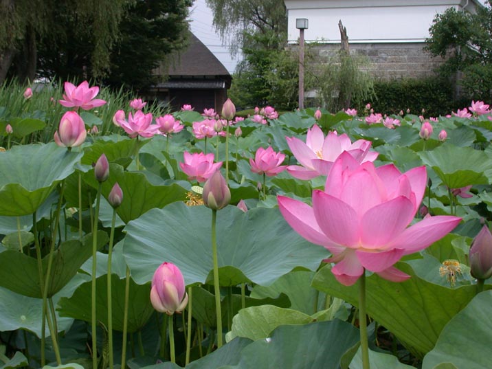 hasu200800718.JPG 716��537 81K