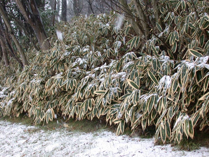 hatuyuki20080123.JPG 716��537 155K