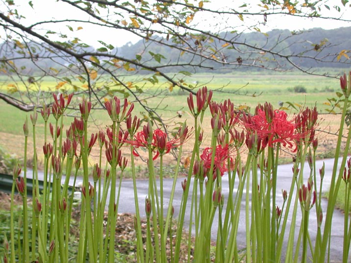 higanbana20080918.JPG 716��537 110K