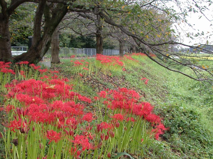 higanbana20080922.JPG 716��537 139K