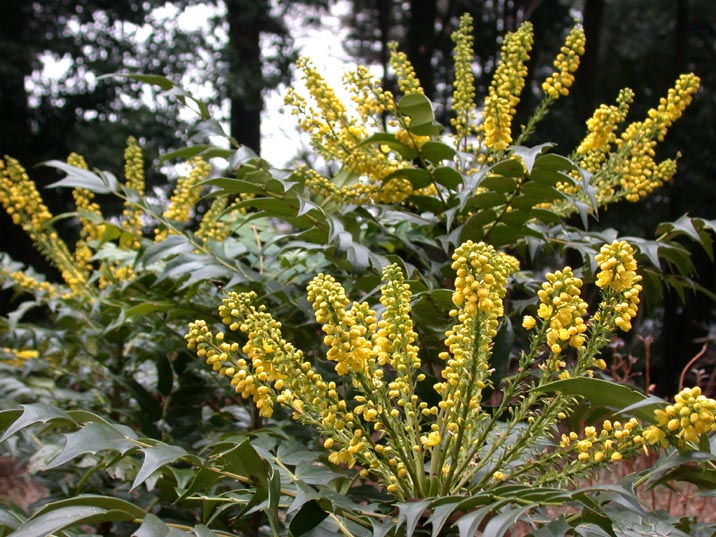 hiiraginanten20080107.JPG 716��537 125K