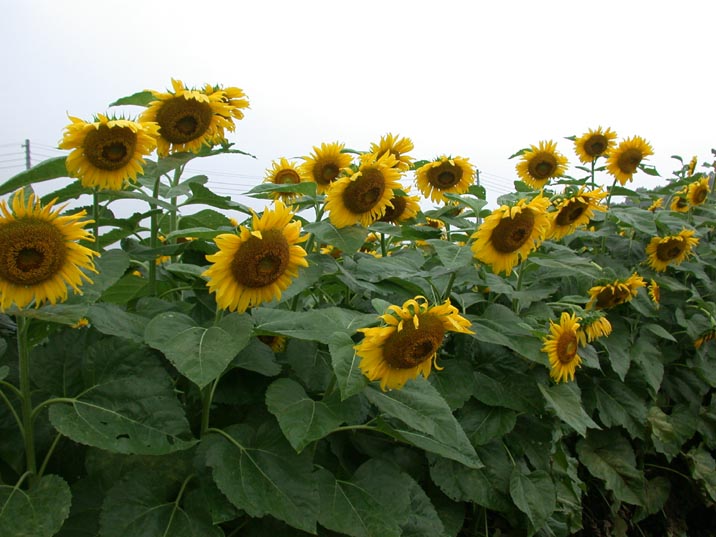 himawari20080825.JPG 716��537 78K