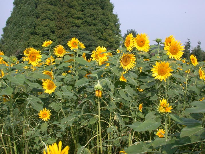 himawari20081005.JPG 716��537 122K