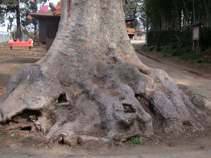 hizakokeaki20080219.JPG 716��537 102K