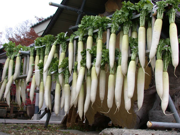 hosigaki20081117.JPG 716��537 90K